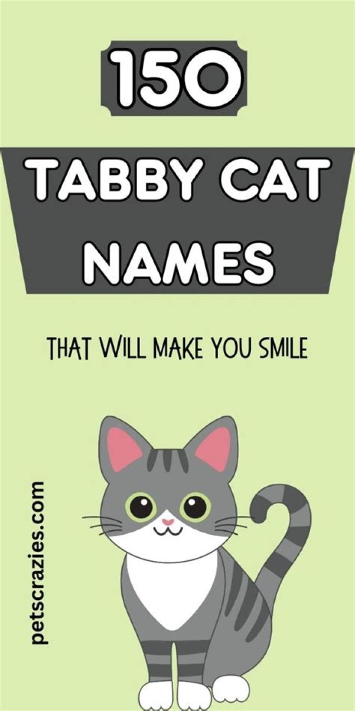 150+ Tabby Cat Names For Your Cute Kitty