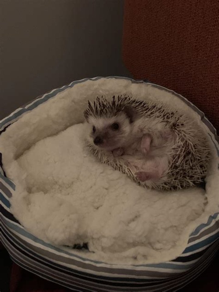 How much do hedgehogs cost at petsmart