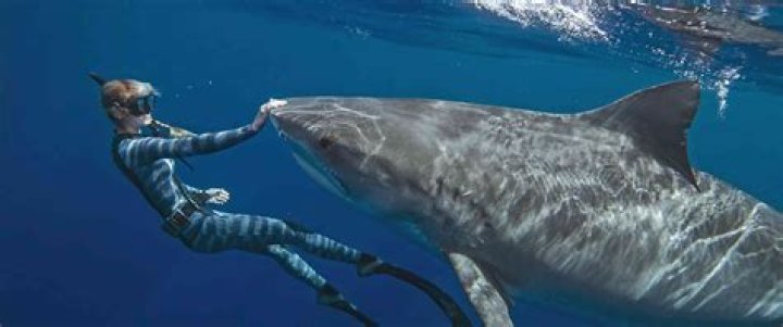 What Is Ocean Ramsey’s Real Name? Details On The American Conservationist
