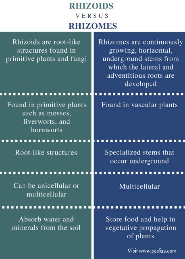 What is the Difference Between Rhizoids and Rhizomes